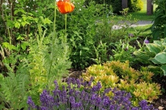 Garten_Sommer_Blume