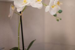 Herrenwies_019